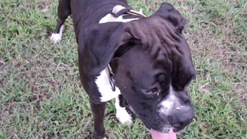 Bayville Farms Dog Park - Virginia Beach, VA