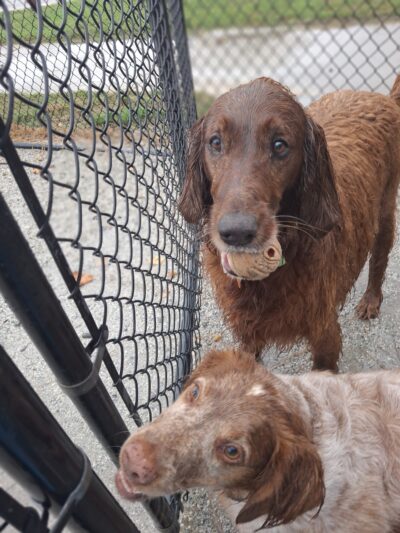 Bayville Farms Dog Park - Virginia Beach, VA
