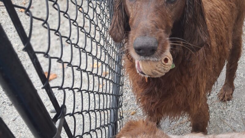 Bayville Farms Dog Park - Virginia Beach, VA