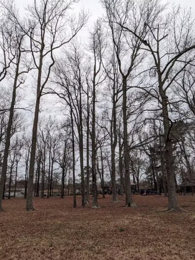 Lineberry Park - Virginia Beach, VA