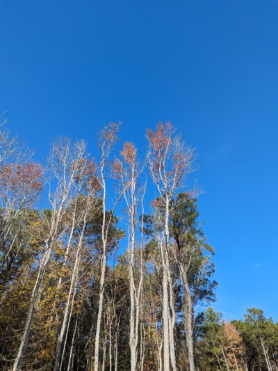 Marshview Park Field - Virginia Beach, VA
