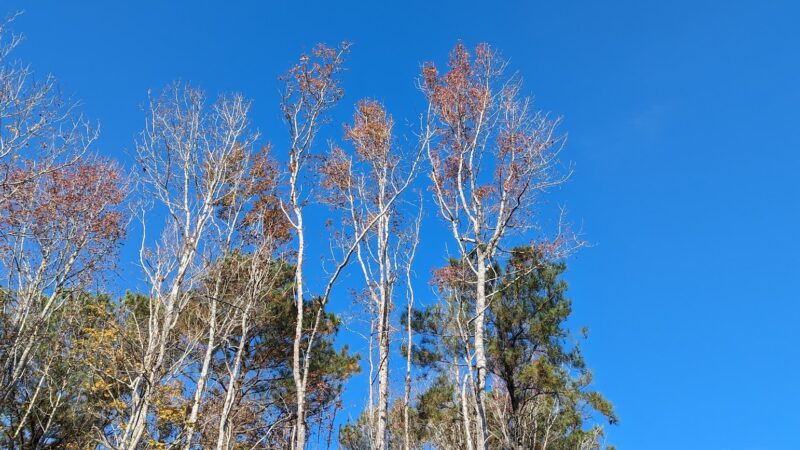 Marshview Park Field - Virginia Beach, VA