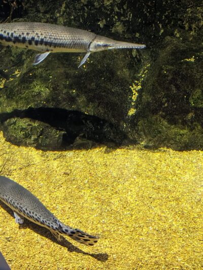 Marshview Park Field - Virginia Beach, VA