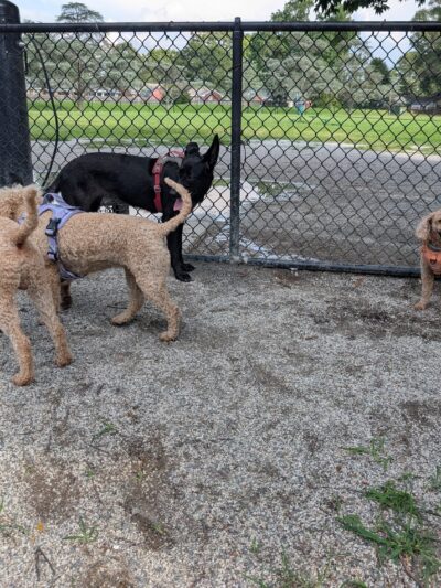 Woodstock Dog Park - Virginia Beach, VA