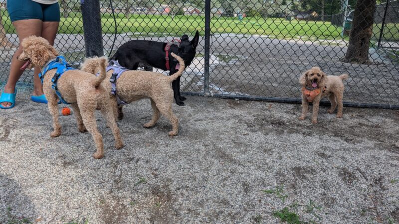Woodstock Dog Park - Virginia Beach, VA