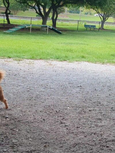 Woodstock Dog Park - Virginia Beach, VA
