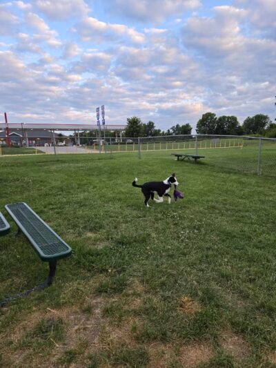 Dog Park at Love's Travel Stops - Waddy, KY