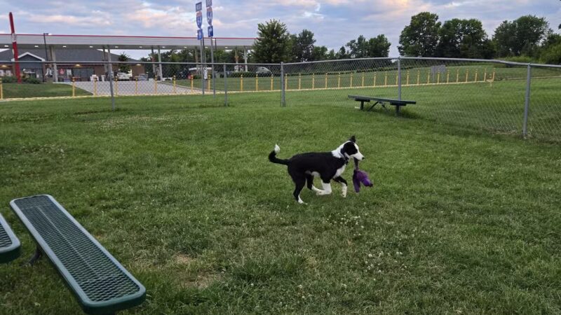 Dog Park at Love's Travel Stops - Waddy, KY