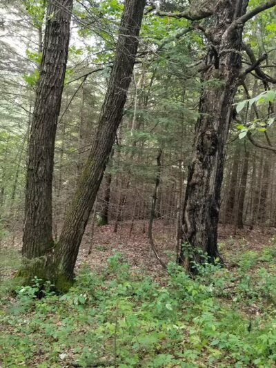 Blacks Grove Park - Wadena, MN