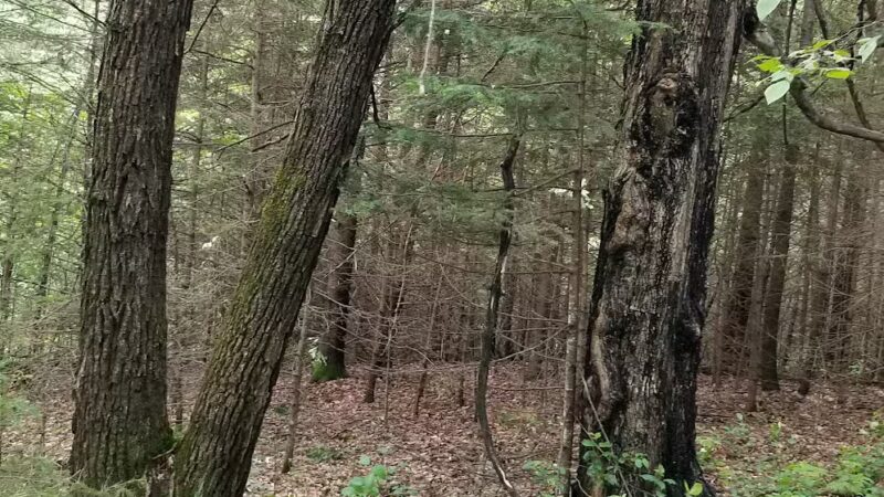 Blacks Grove Park - Wadena, MN