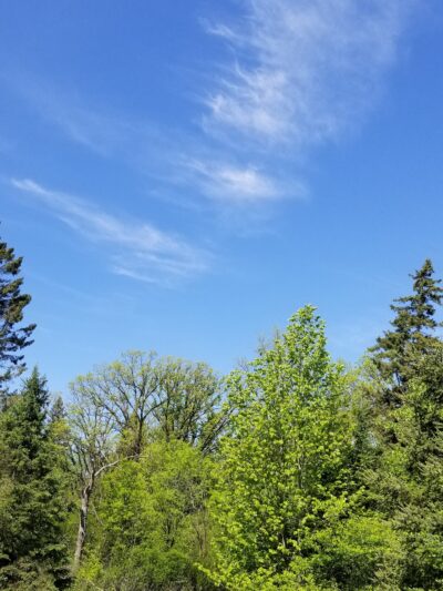 Blacks Grove Park - Wadena, MN