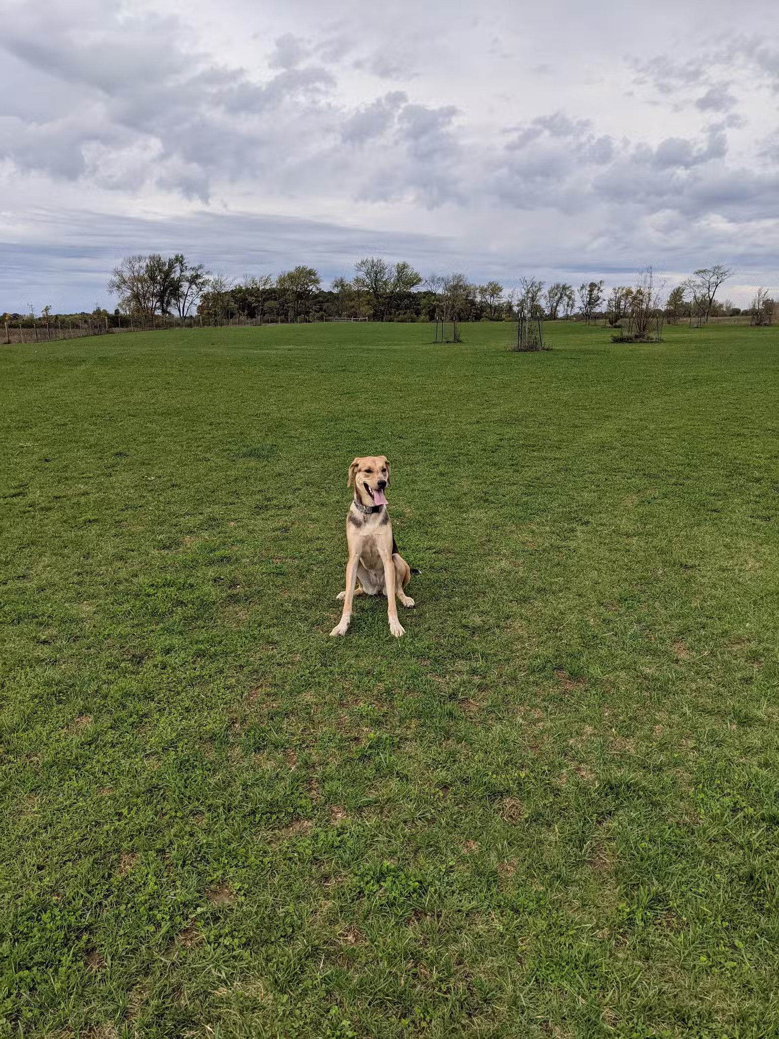 Waukegan Savanna Forest Preserve - Wadsworth, IL