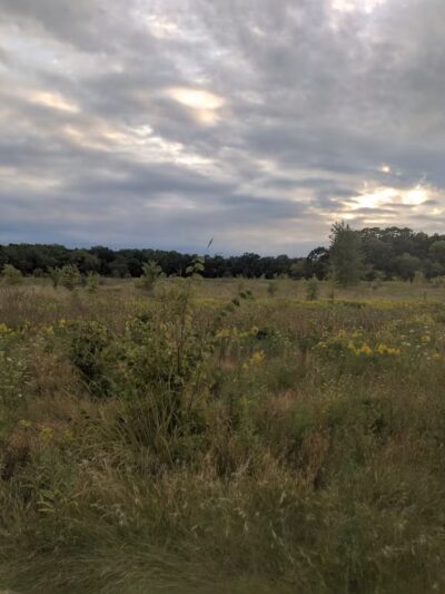 Waukegan Savanna Forest Preserve - Wadsworth, IL