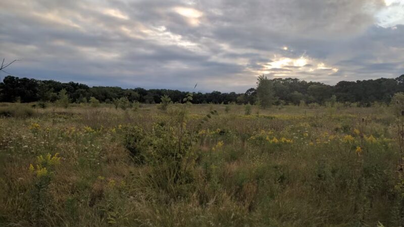 Waukegan Savanna Forest Preserve - Wadsworth, IL