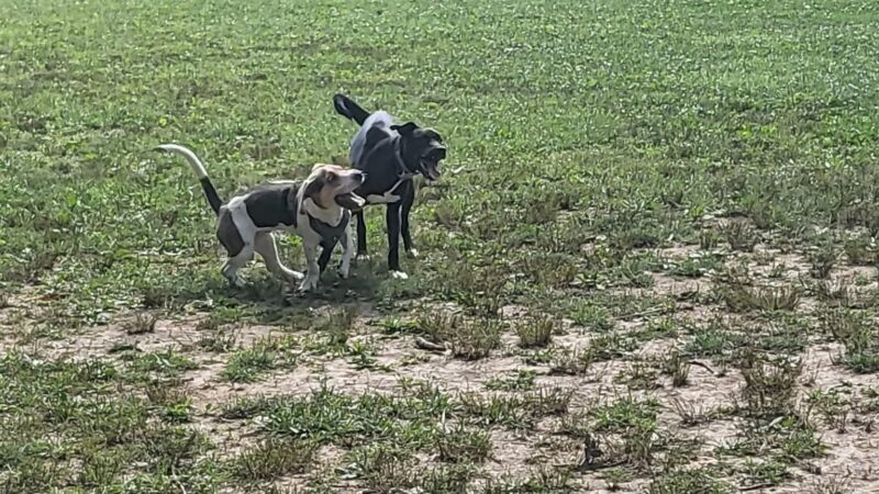 Wadsworth Community Dog Park - Wadsworth, OH