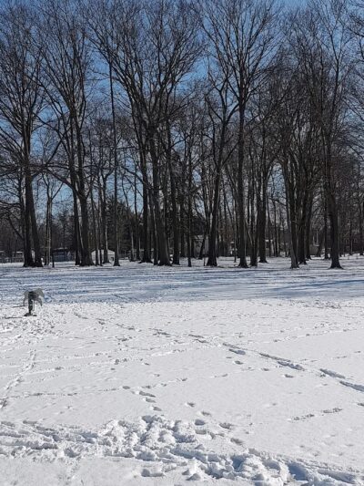 Wadsworth Community Dog Park - Wadsworth, OH