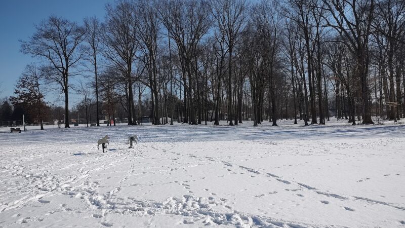 Wadsworth Community Dog Park - Wadsworth, OH