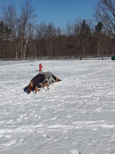 Wadsworth Community Dog Park - Wadsworth, OH