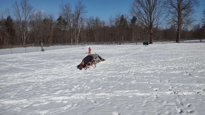 Wadsworth Community Dog Park - Wadsworth, OH