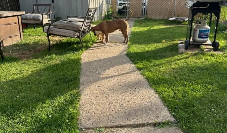 Waggin'Tails Pet Services by Lisa - ,