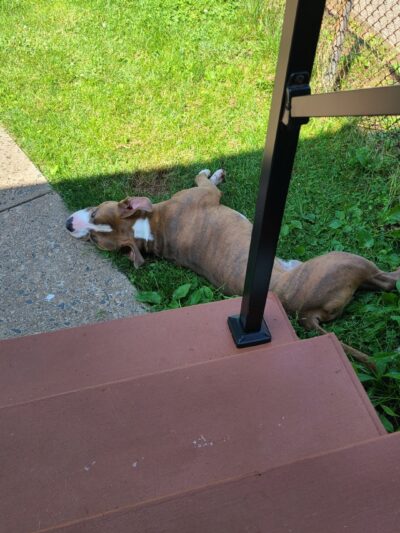 Waggin'Tails Pet Services by Lisa - ,