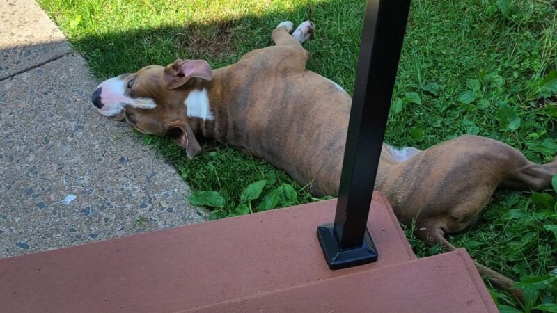 Waggin'Tails Pet Services by Lisa - ,