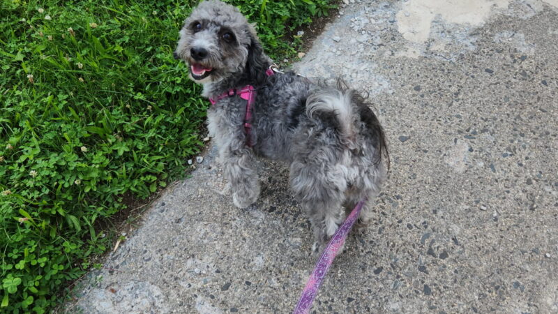 Waggin'Tails Pet Services by Lisa - ,