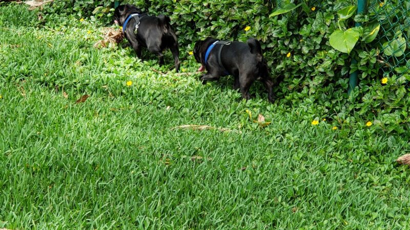 Dog Park - Wahiawa, HI