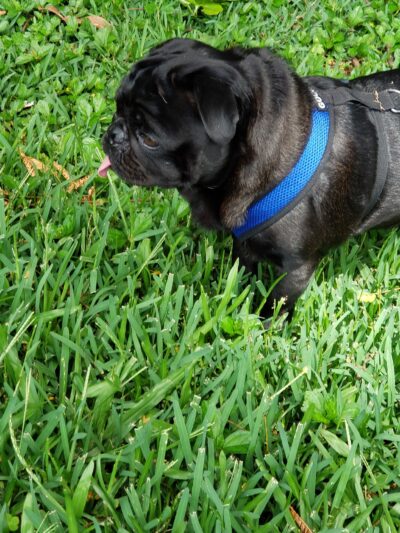 Dog Park - Wahiawa, HI