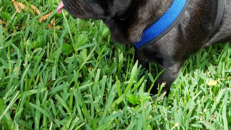 Dog Park - Wahiawa, HI