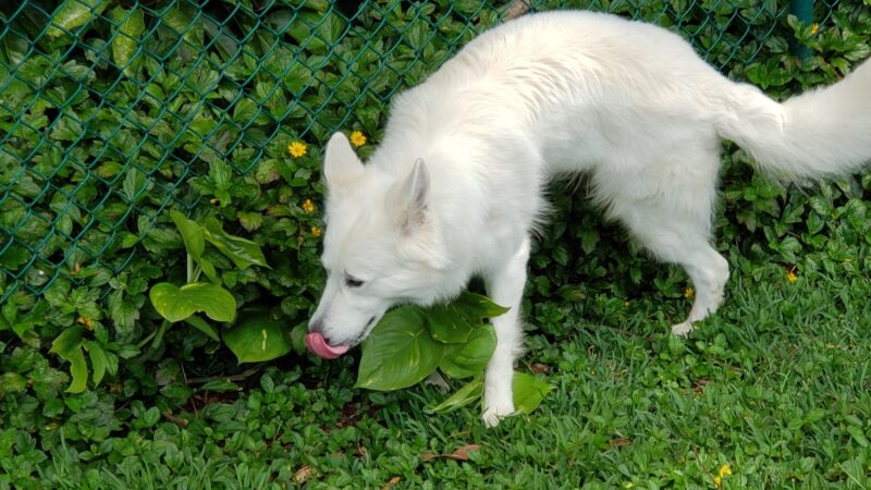 Dog Park - Wahiawa, HI