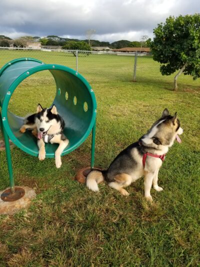 HMR Dog Park - Wahiawa, HI
