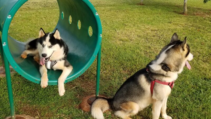 HMR Dog Park - Wahiawa, HI