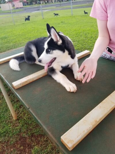 HMR Dog Park - Wahiawa, HI