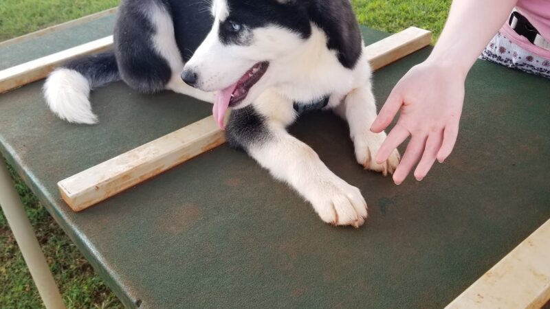 HMR Dog Park - Wahiawa, HI