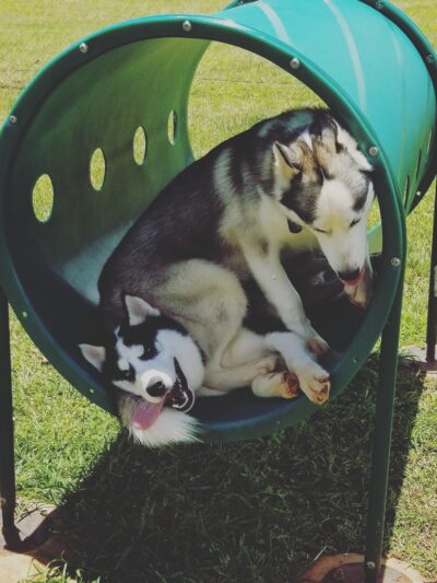 HMR Dog Park - Wahiawa, HI