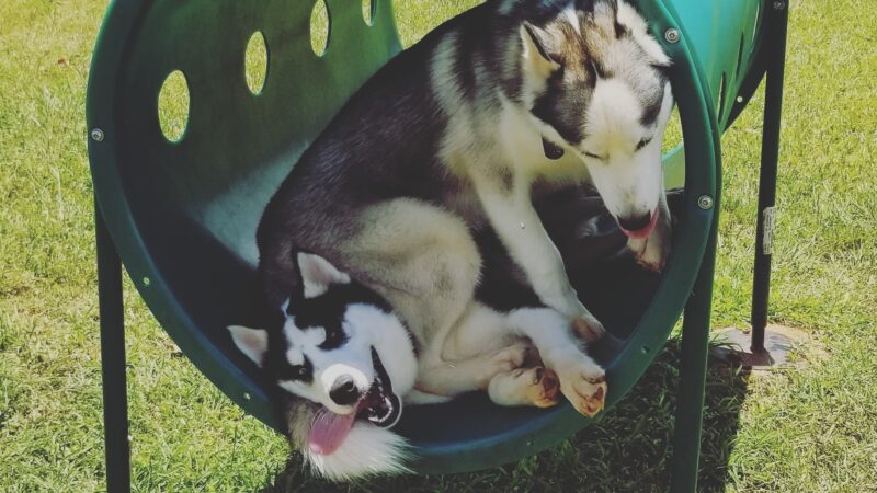 HMR Dog Park - Wahiawa, HI