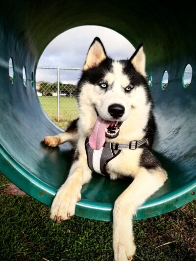 HMR Dog Park - Wahiawa, HI