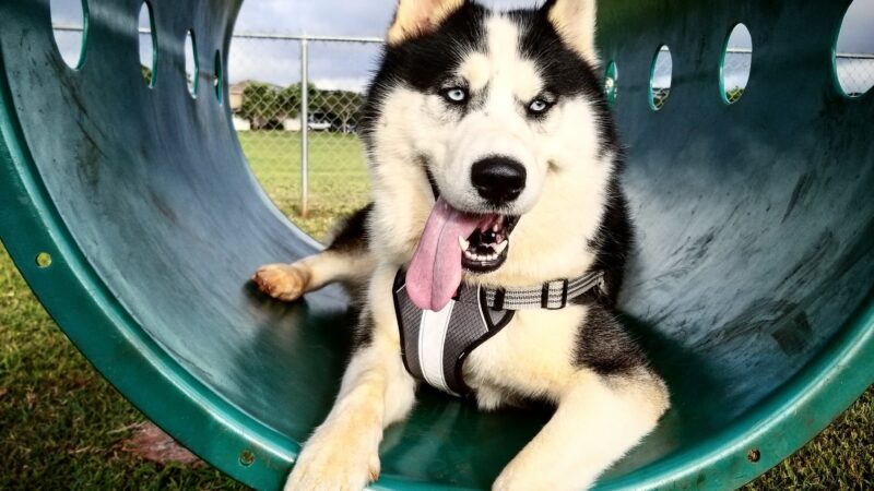 HMR Dog Park - Wahiawa, HI