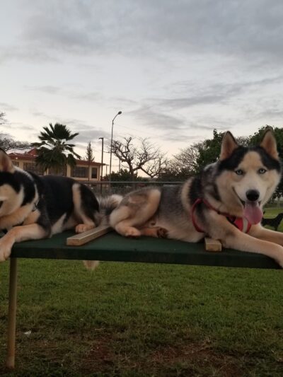 HMR Dog Park - Wahiawa, HI