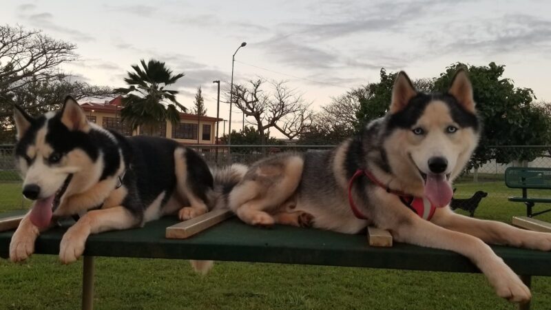HMR Dog Park - Wahiawa, HI