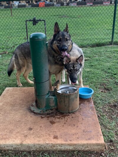 Wheeler Dog Park - Wahiawa, HI