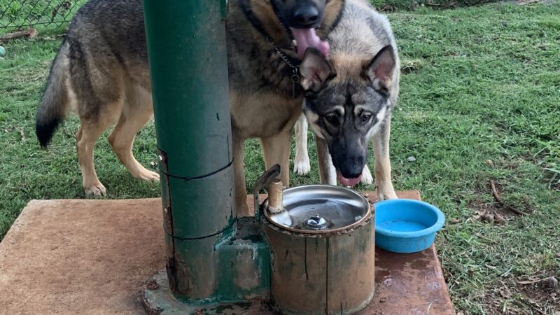 Wheeler Dog Park - Wahiawa, HI