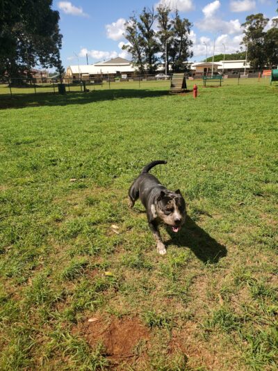 Wheeler Dog Park - Wahiawa, HI