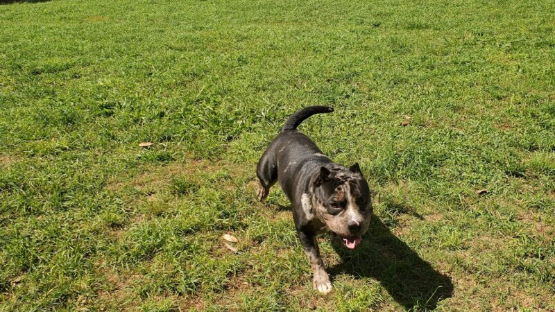 Wheeler Dog Park - Wahiawa, HI