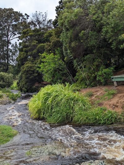 Ulu La‘au (Waimea Nature Park) - Waimea, HI
