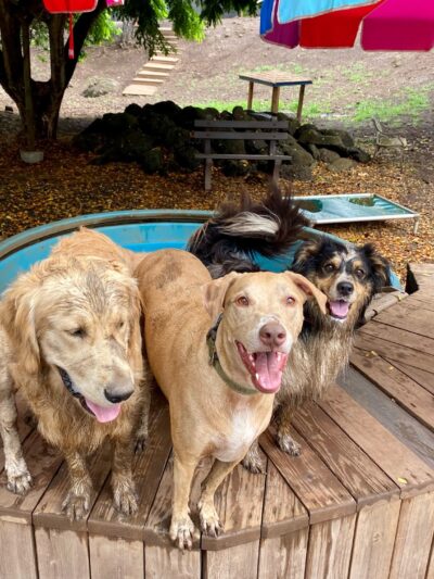 Kama'aina K9 Adventures - Waipahu, HI