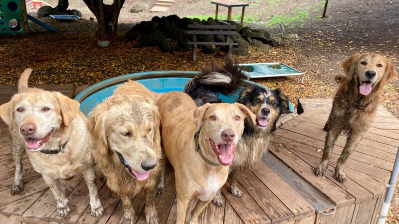 Kama'aina K9 Adventures - Waipahu, HI