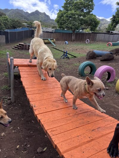 Kama'aina K9 Adventures - Waipahu, HI