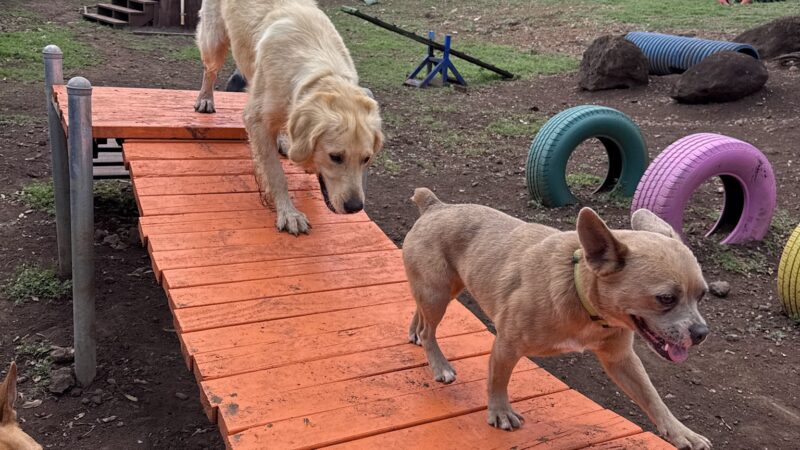 Kama'aina K9 Adventures - Waipahu, HI